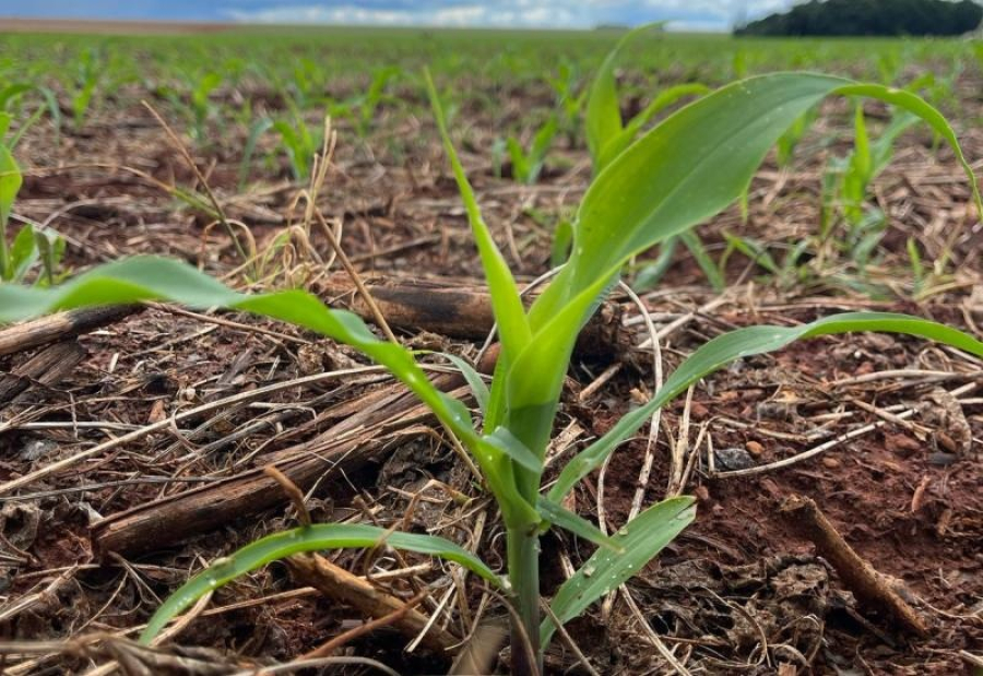 Plantio do milho no Mato Grosso do Sul alcança 44%